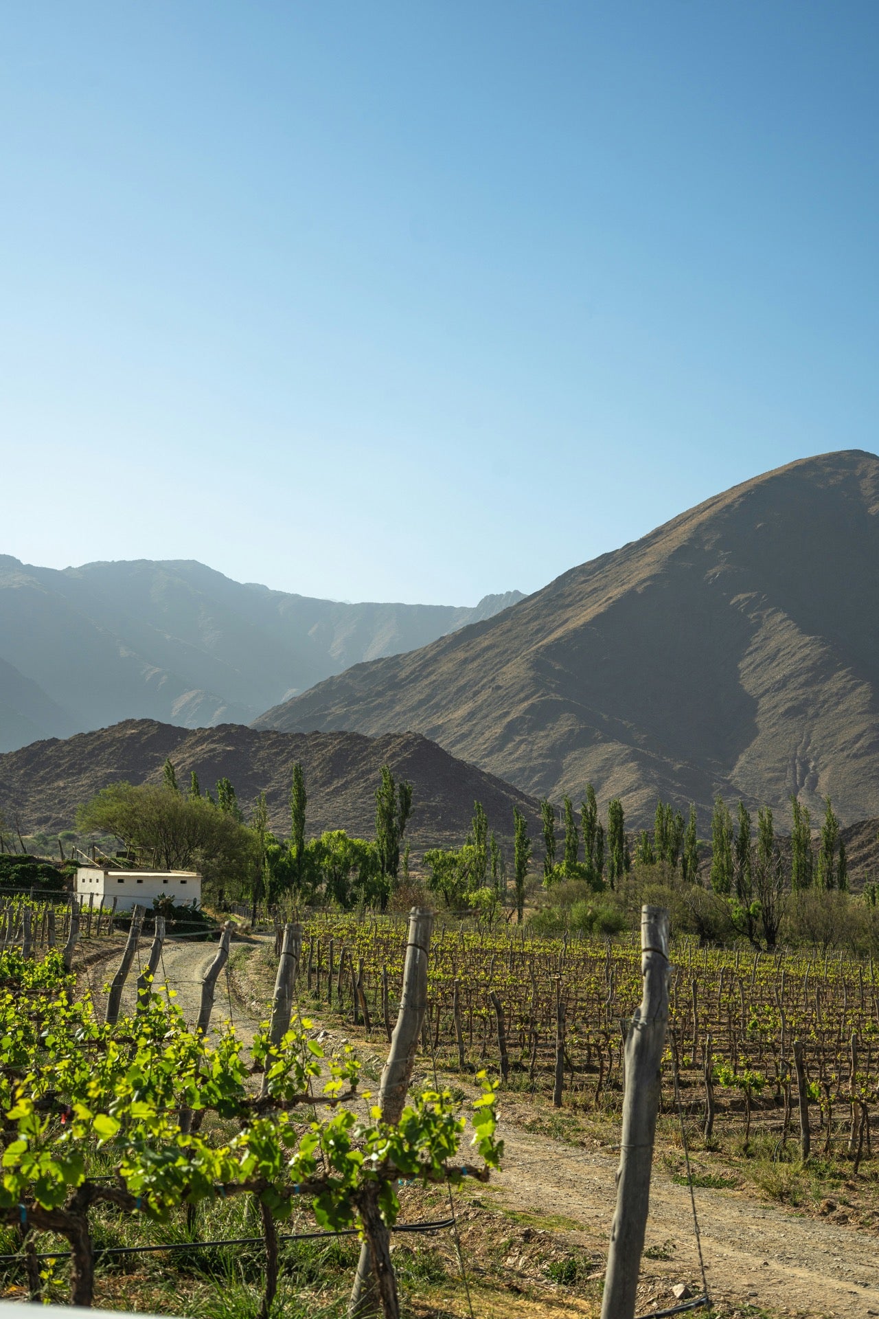 Vineyard in the late afternoon sun, Cachi, Salta Province, Argentina — photo by Mauro Mathys on Unsplash
