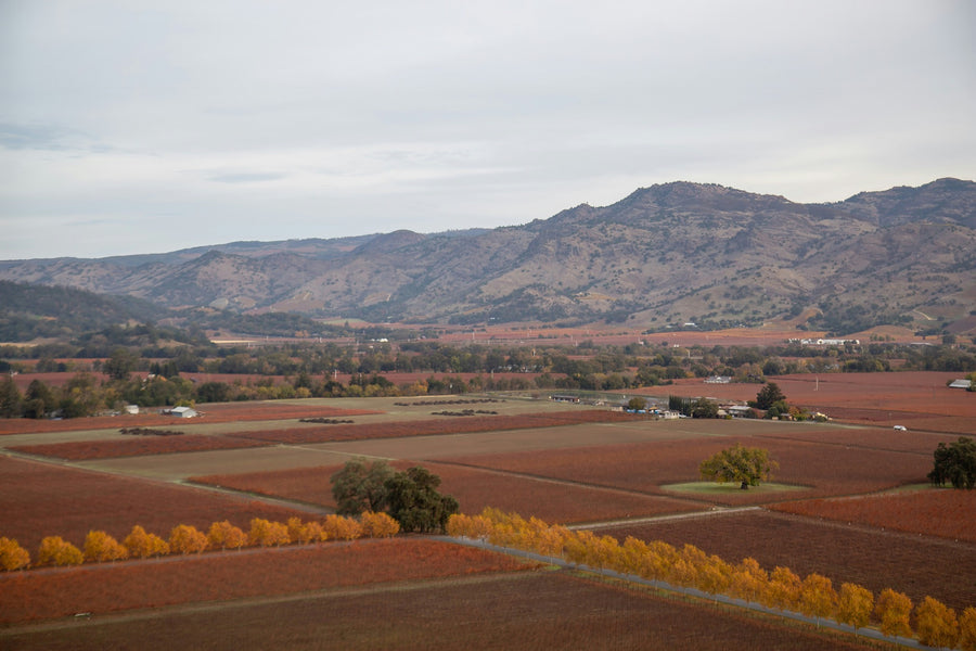 Napa Valley vineyard with mountains in the background — photo by Carlos Wolters on Unsplash